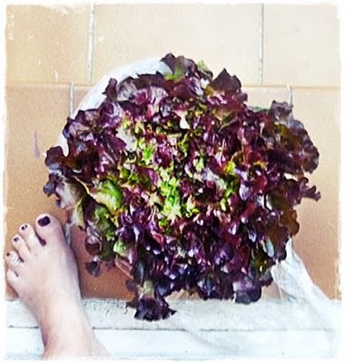 enormous red leafed lettuce