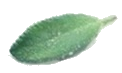 sage leaf