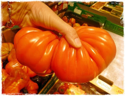 tomaato as big as my head!