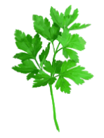 coriander leaves