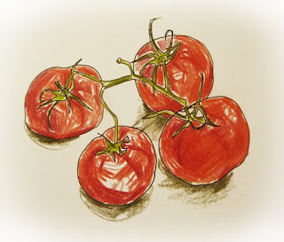 tomato sketch